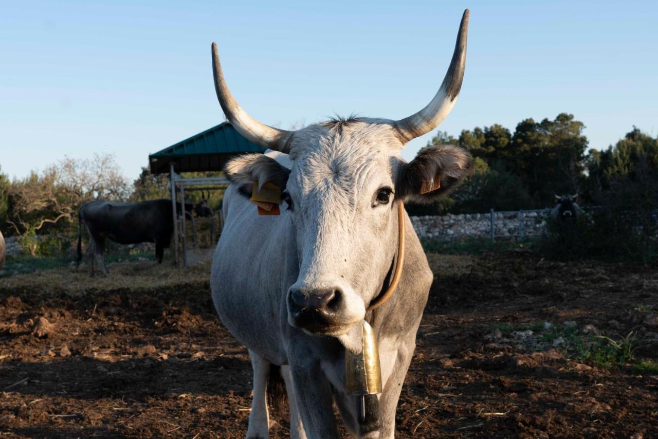 アルタムラ Donnapaola Modern Farmヴィラ エクステリア 写真