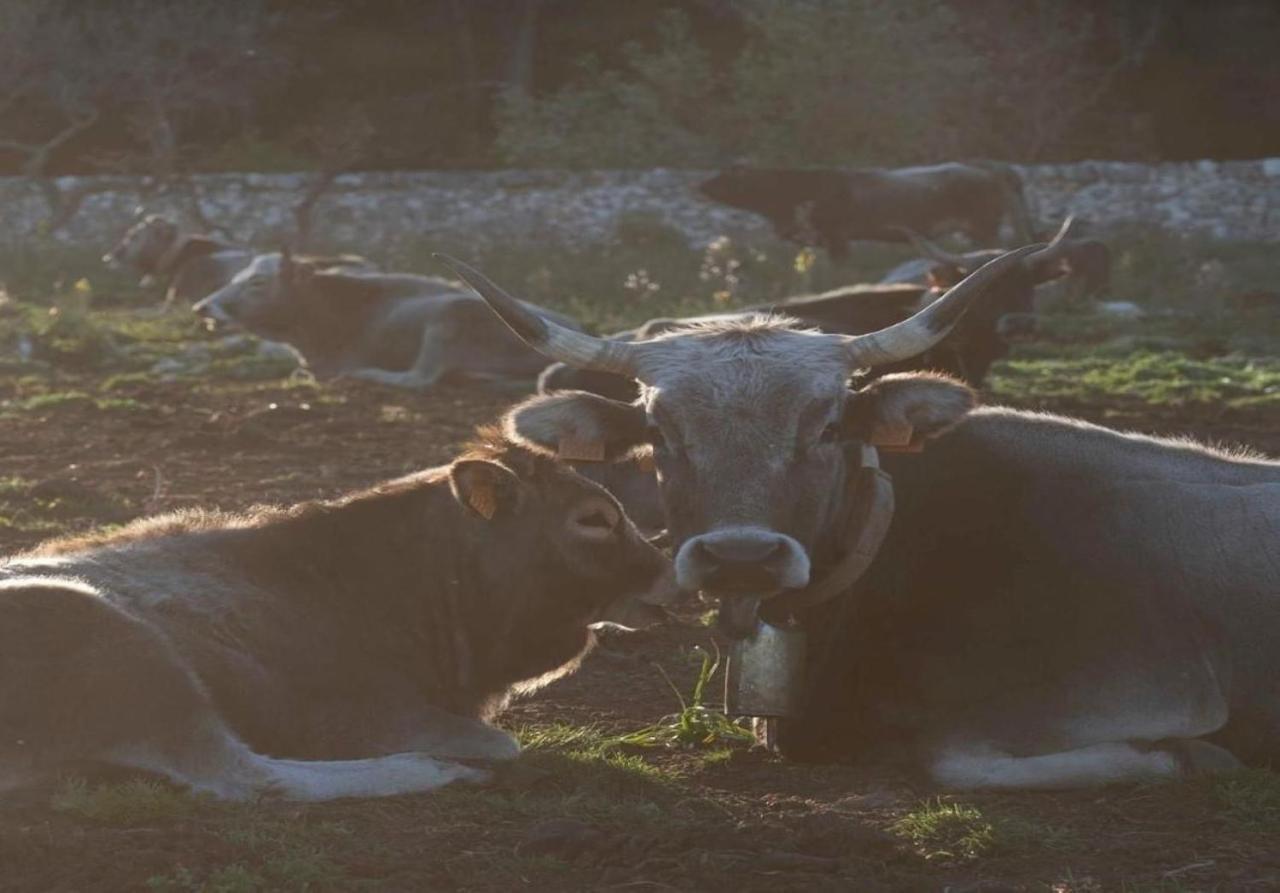 アルタムラ Donnapaola Modern Farmヴィラ エクステリア 写真